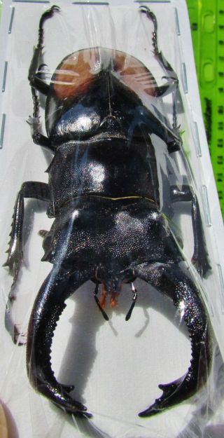 Stag Beetle Hexarthrius Parryi Paradoxus 80mm Male Fast From Usa