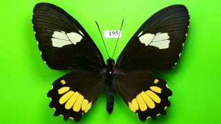 Papilionidae Parides Erithalion Chimchipensis / Xanthias Female From Peru