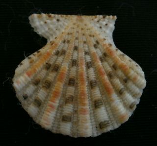 Excellichlamys Spectabilis 26.  5mm F,  Conchology Gastropods Sea Shell