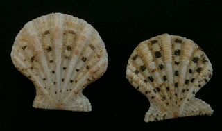 Excellichlamys Spectabilis 25.  3mm - 28,  5mm F,  Conchology Gastropods Sea Shell