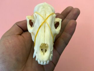 1pcs Real Grey Fox Skull Animal Bone Decor Unique Birthday Gift A08 - 5