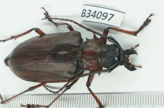 B34097 – Cerambycidae Species? Beetles,  Insects Ba Thuoc.  Thanh Hoa Vietnam