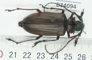 B34094 – Cerambycidae species? Beetles,  insects BA THUOC.  THANH HOA vietnam 2
