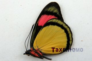 Batesia Hypochlora Folded Butterfly Taxidermy Real Unmounted
