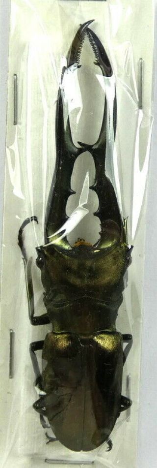 Beetles,  (01511),  Lucanidae,  Cyclommatus Metalifer Finae,  Male,  Peleng