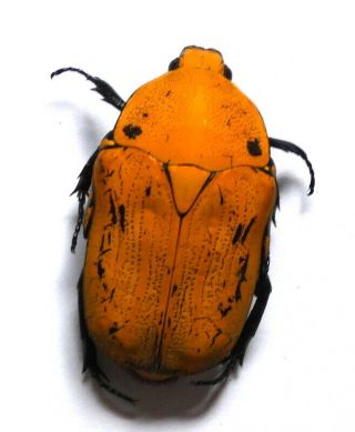 Beetles,  (01476),  Cetonidae,  Euchroea Oberthuri,  Madagascar