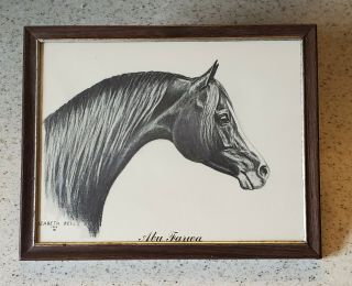 Elizabeth Bell Framed Print Abu Farma Arabian Horse