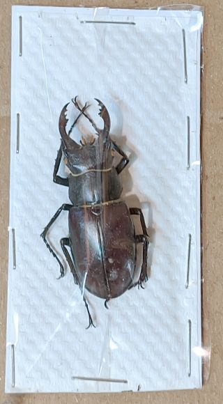 Beetle - Lucanus Cervus Akbesianus 56 Male 45 Mm,  - From N.  Syria