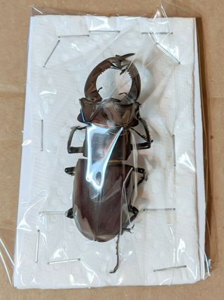 Beetle - Lucanus Cervus Akbesianus 53 Male 72 Mm,  - From Turkey