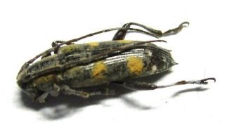 R - D006 Mi : Cerambycidae: Mimoplocia Species? 13.  5mm
