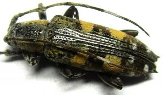 D014 Mi : Dv : Cerambycidae: Mimoplocia Species? 13mm