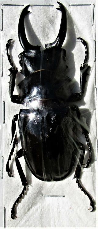 Stag Beetle Odontolabis Dalmanni Celebensis Telodonte 80mm Male Fast From Usa