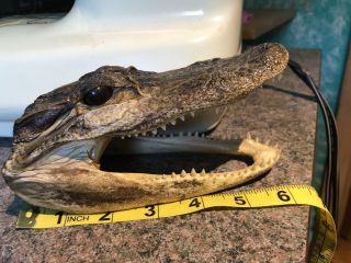 Lg 6” Alligator Head Skull Taxidermy Real Teeth Jaw Reptile Swamp Gator
