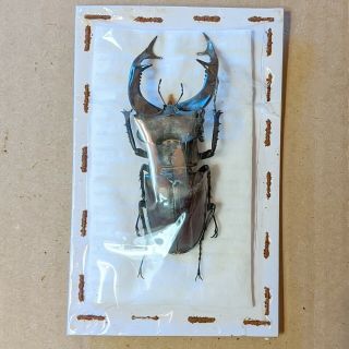 Beetle - Lucanus Cervus Male 6 79 Mm,  - From France
