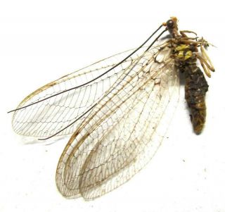 B006 Pa : Neuroptera Species? 22.  5mm