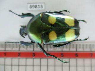 69815 Cetoniidae: Jumnos Ruckeri.  Vietnam Norh