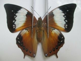 N2502.  Unmounted Butterfly: Charaxes Bernardus.  South Vietnam.  Female