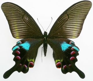 Papilio Arcturus Arcturus Female From Sichuan,  China