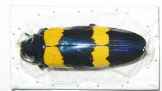 Chrysochroa Mniszechi (buprestidae)