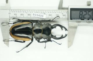 B33409 – Odontolabis Cuvera Fallaciosa Ps.  Beetles,  Insects Yen Bai Vietnam 82mm