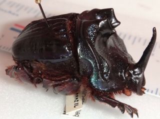 Scarabaeidae Coprophanaeus Bellicosus 31.  4mm Brazil Du10 Dung Beetle Heliocopris