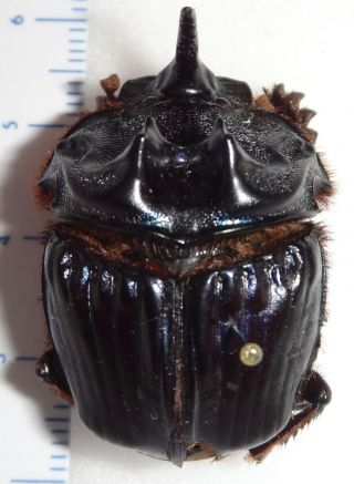 Scarabaeidae Coprophanaeus bellicosus 31.  4mm Brazil DU10 Dung Beetle Heliocopris 2
