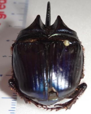 Scarabaeidae Coprophanaeus bellicosus 31.  4mm Brazil DU10 Dung Beetle Heliocopris 3
