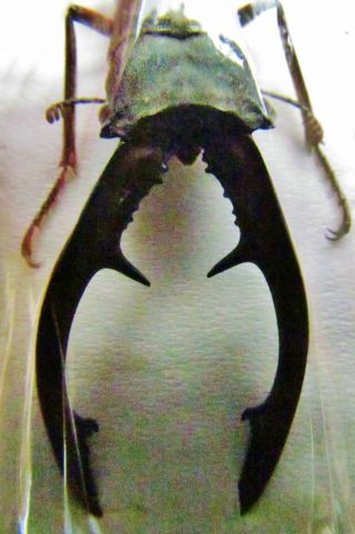 Stag Beetle Cyclommatus Tarandus Tarandus Male 60mm Fast From Usa