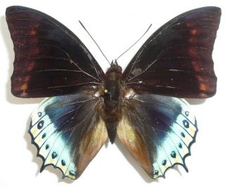 Charaxes Eurialus Male From Ceram Isl