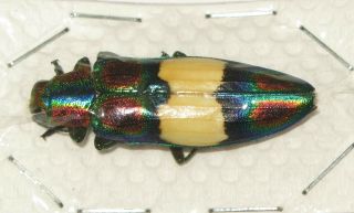 Chrysochroa Ephippidera (buprestidae)