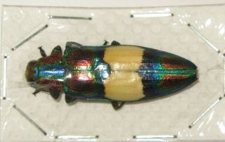 Chrysochroa ephippidera (Buprestidae) 2