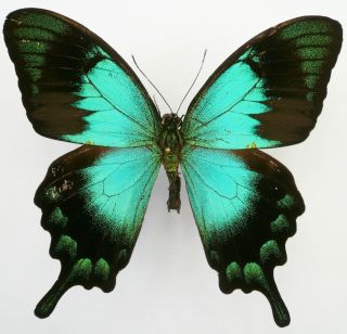 Papilio Lorquinianus Esmae Male From Morotai Isl