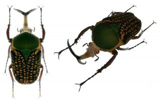 Insect Beetles Cetoniidae Megalorhina Sp Tanzania 55 Mm