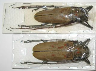 Batocera Numutor Ferruginea Pair With Male 57mm Female 60mm (cerambycidae)