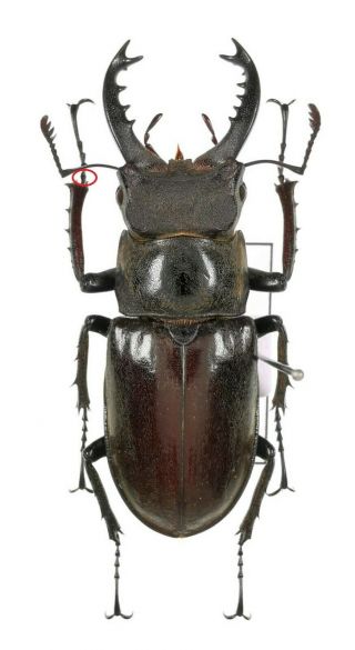 Insect Beetles Lucanidae Lucanus Kurosawai 39 Mm Taiwan