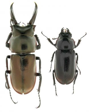 Insect Beetles Lucanidae Prismognathus Subaeneus 22 - 34 Mm Primorye Reg