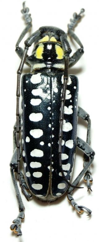 Anoplophora Asuanga Female 36mm Am172 Cerambycidae Beetles