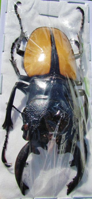 Indonesian Stag Beetle Odontolabis Ludekingi 70 Mm Male Fast From Usa
