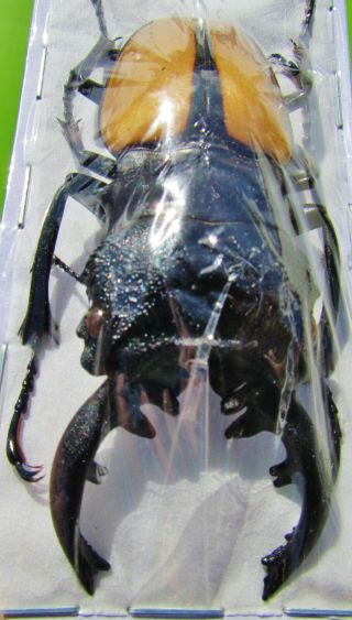 Indonesian Stag Beetle Odontolabis ludekingi 70 mm Male FAST FROM USA 2