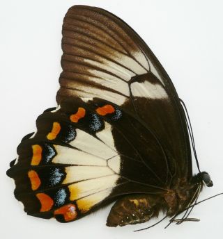 Papilio Aegeus Ormenus Female From Sorong,  Irian Jaya.
