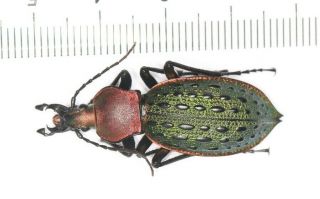 Carabidae Carabus Coptolabrus Apotomopterus Hubei Badong Co (2)