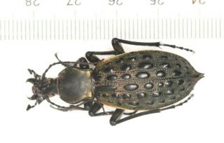Carabidae Carabus Coptolabrus Apotomopterus Guangxi Guilin (1)