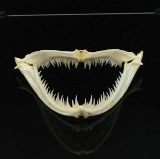 Anglerfish Fish Mouth Bone Skull Animal Skull Specimen （real Skull）