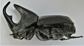 Rhino Beetle Trichogomphus Lunicollis Alcides Male 50 - 60mm Taxidermy Fast Usa