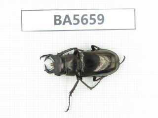 Beetle.  Eolucanus Sp.  Myanmar,  Kechin.  1m.  Ba5659.