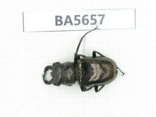 Beetle.  Eolucanus Sp.  Myanmar,  Kechin.  1m.  Ba5657.