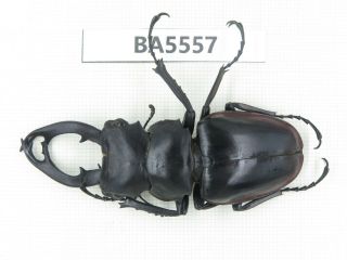 Beetle.  Odontolabis Cuvera Ssp.  Guangdong,  Mt.  Nanling.  1m.  Ba5557.