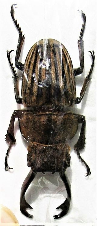 Rare Striated Stag Beetle Odontolabis Striata Cephalotes 40mm Male Fast From Usa