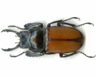 Lucanidae - Neolucanus brochieri - Myanmar 33 mm (Seldom Seen) 2