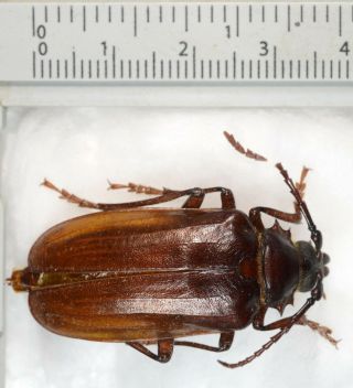 Prionus Californicus A1 - Female Unmounted Cerambycidae Prionidae Prioninae